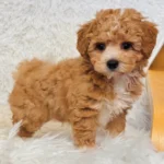 Biscuit Male Toy Maltipoo