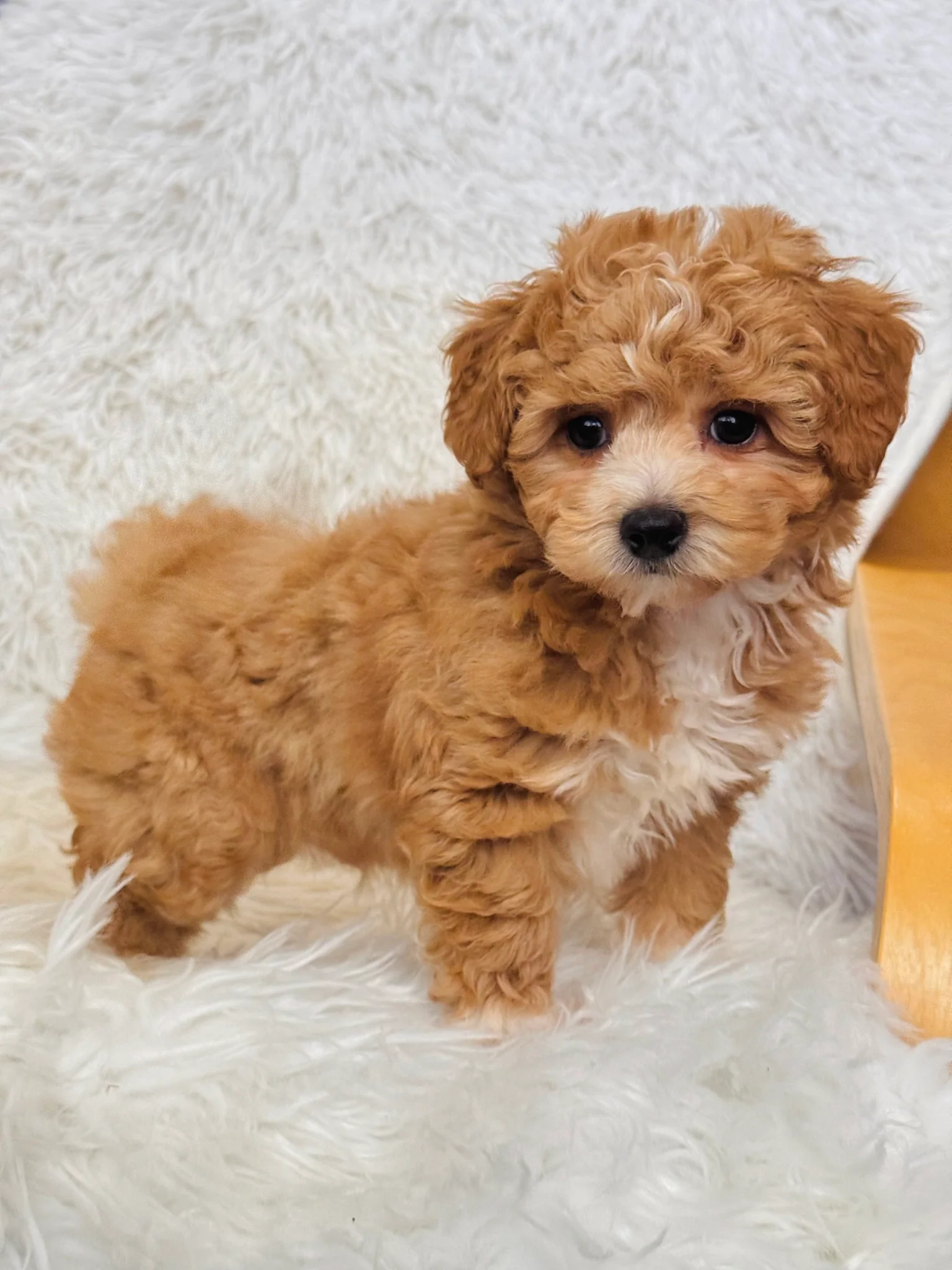 Biscuit Male Toy Maltipoo