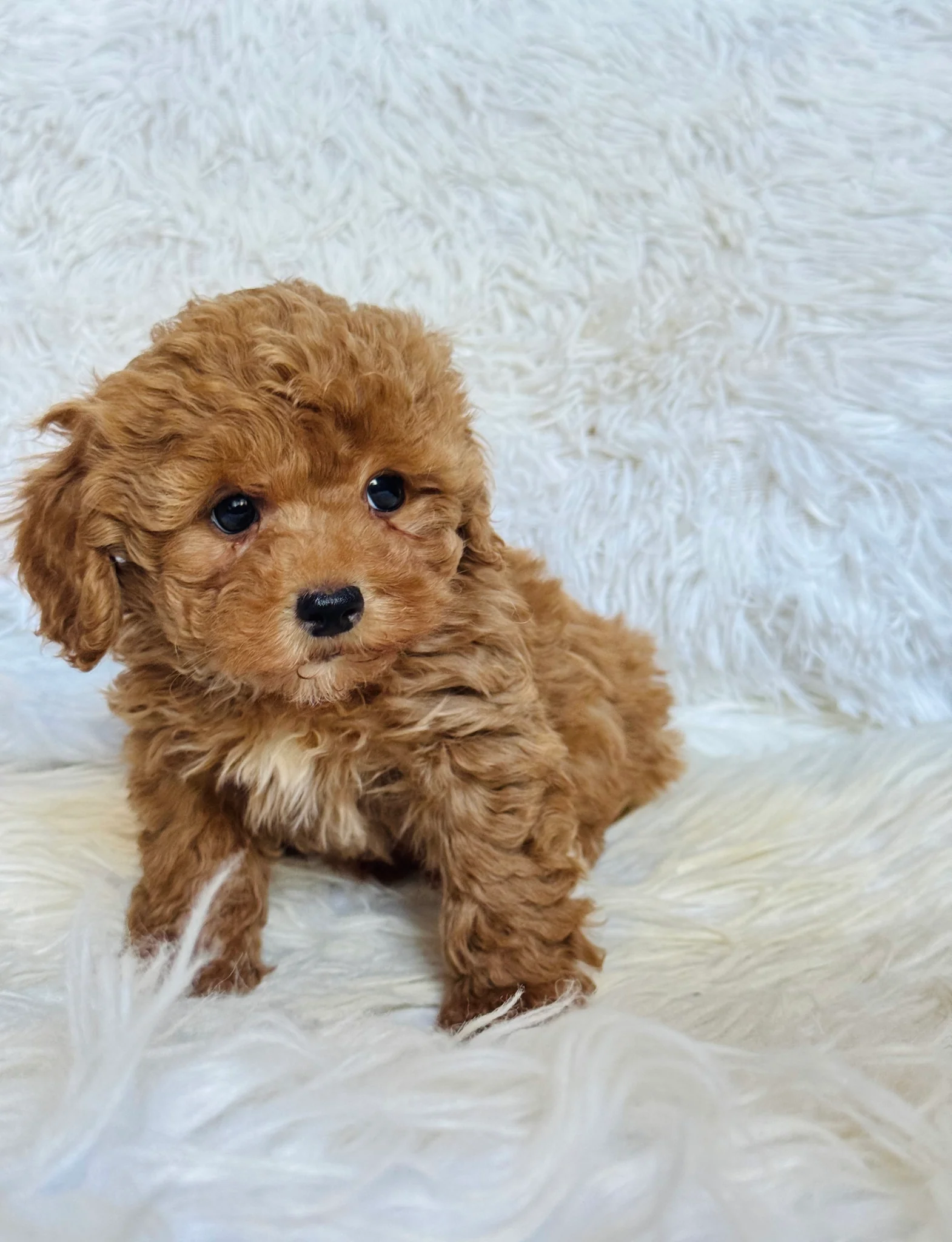 Buddy Male Mini Poodle