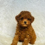 Kobe Male Toy Poodle
