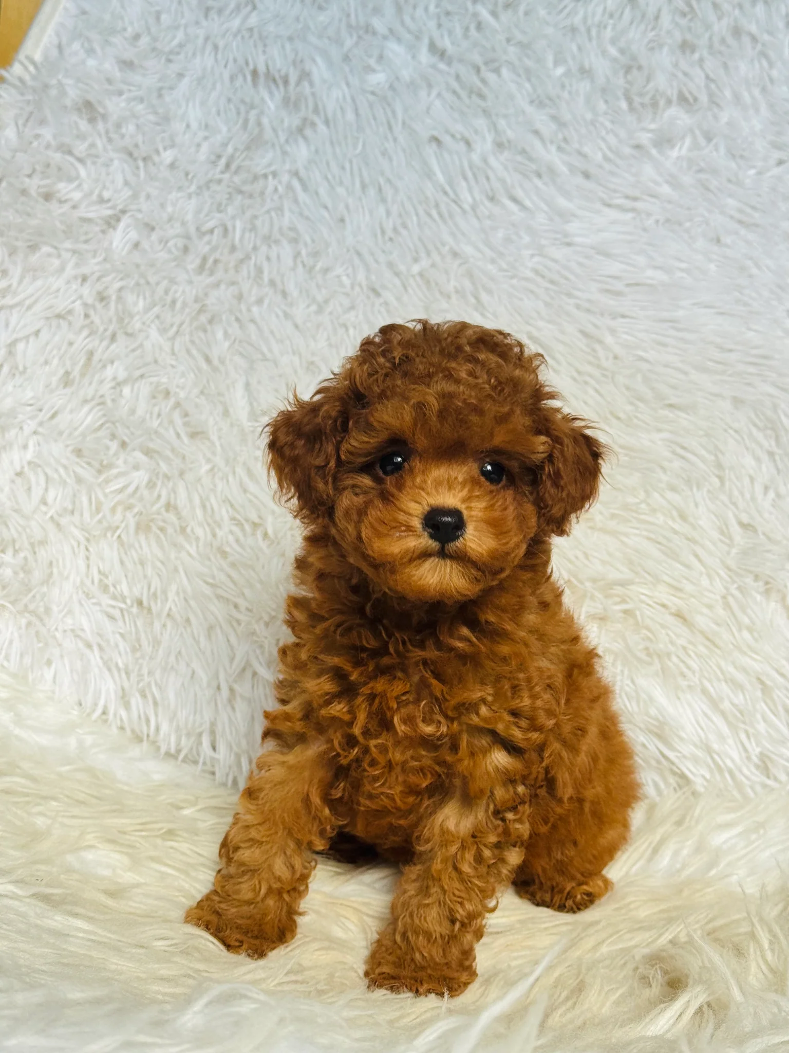 Kobe Male Toy Poodle