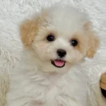 Male Bentley Toy Maltipoo
