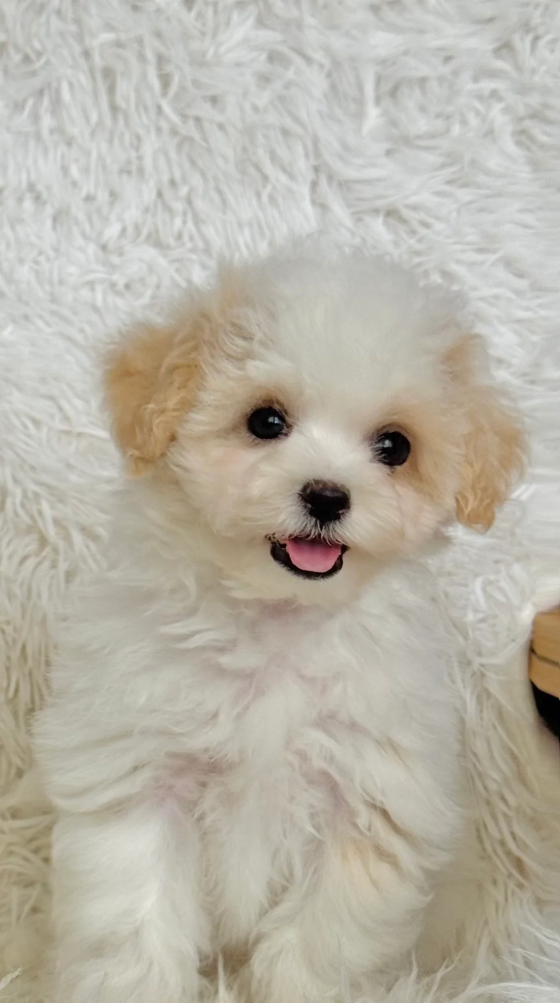 Male Bentley Toy Maltipoo