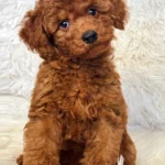 Male Teddy Mini Poodle