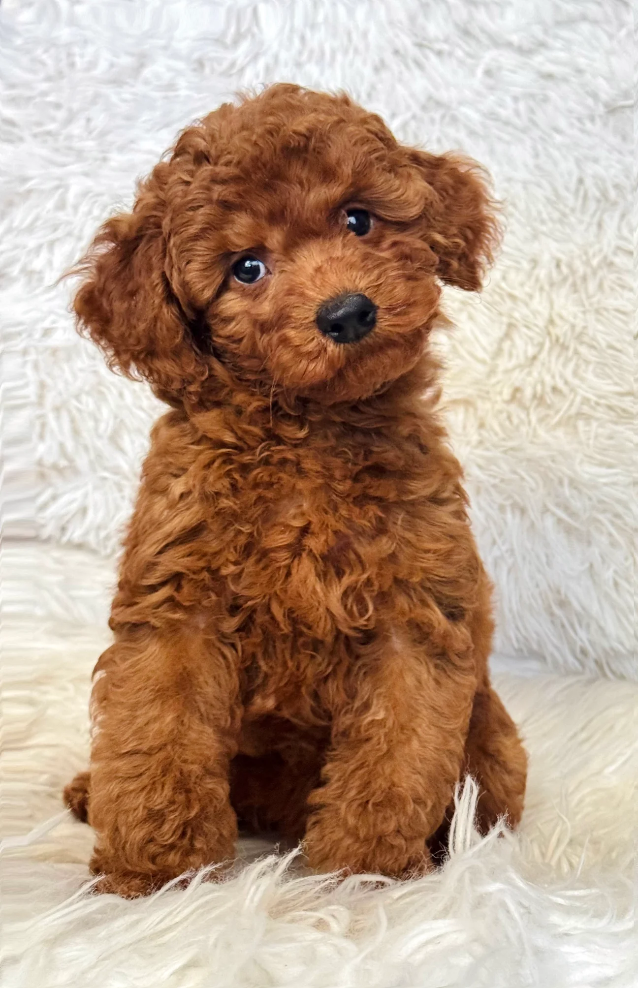 Male Teddy Mini Poodle