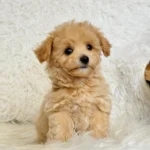 Male Toy Maltipoo - Freddie