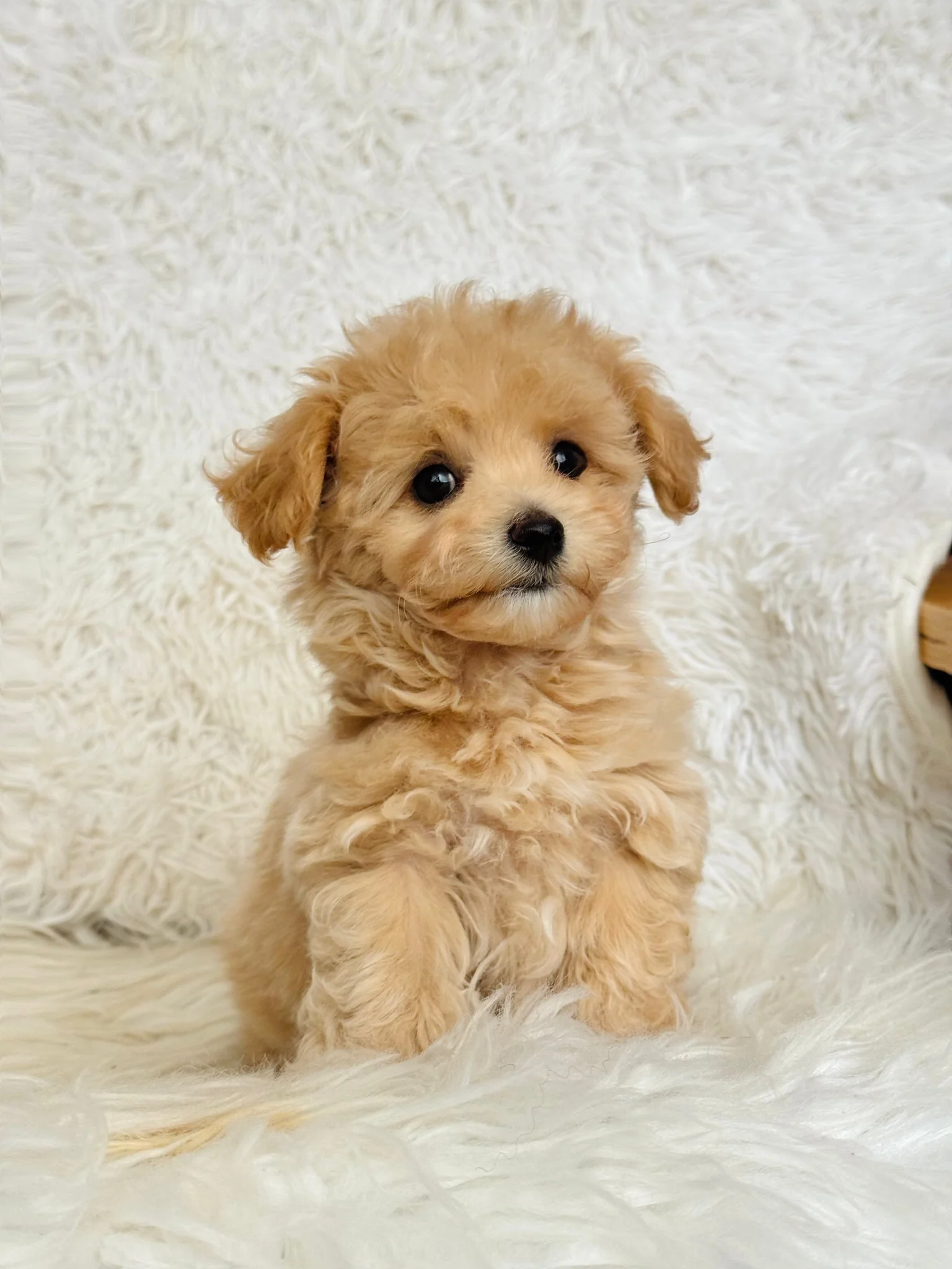 Male Toy Maltipoo - Freddie