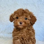 Max Male Mini Poodle