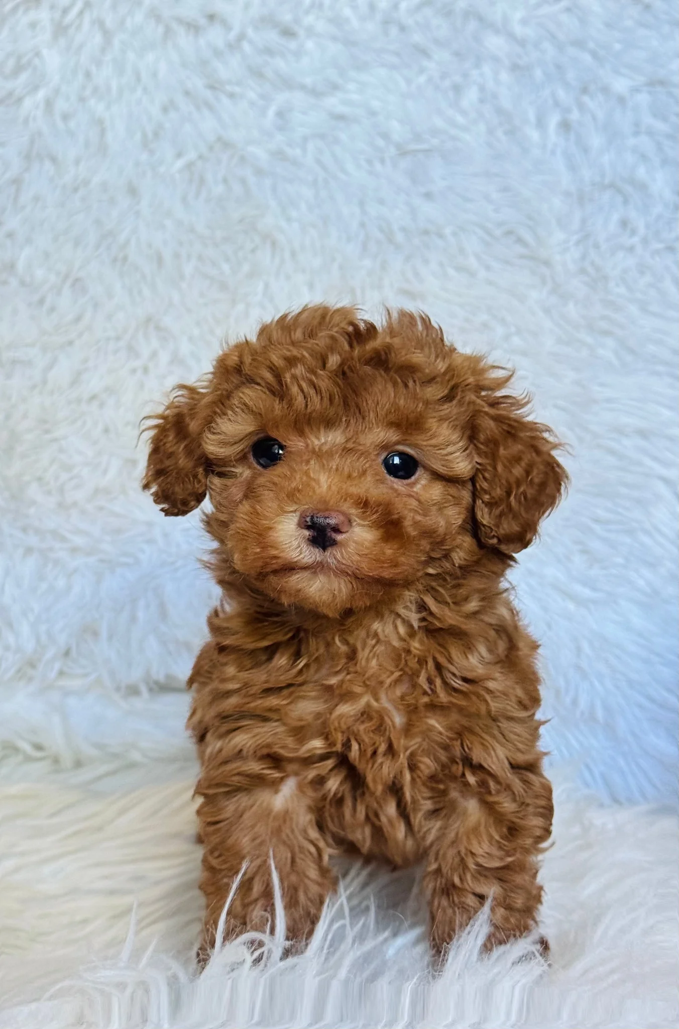 Max Male Mini Poodle