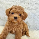 Maya Female Mini Poodle