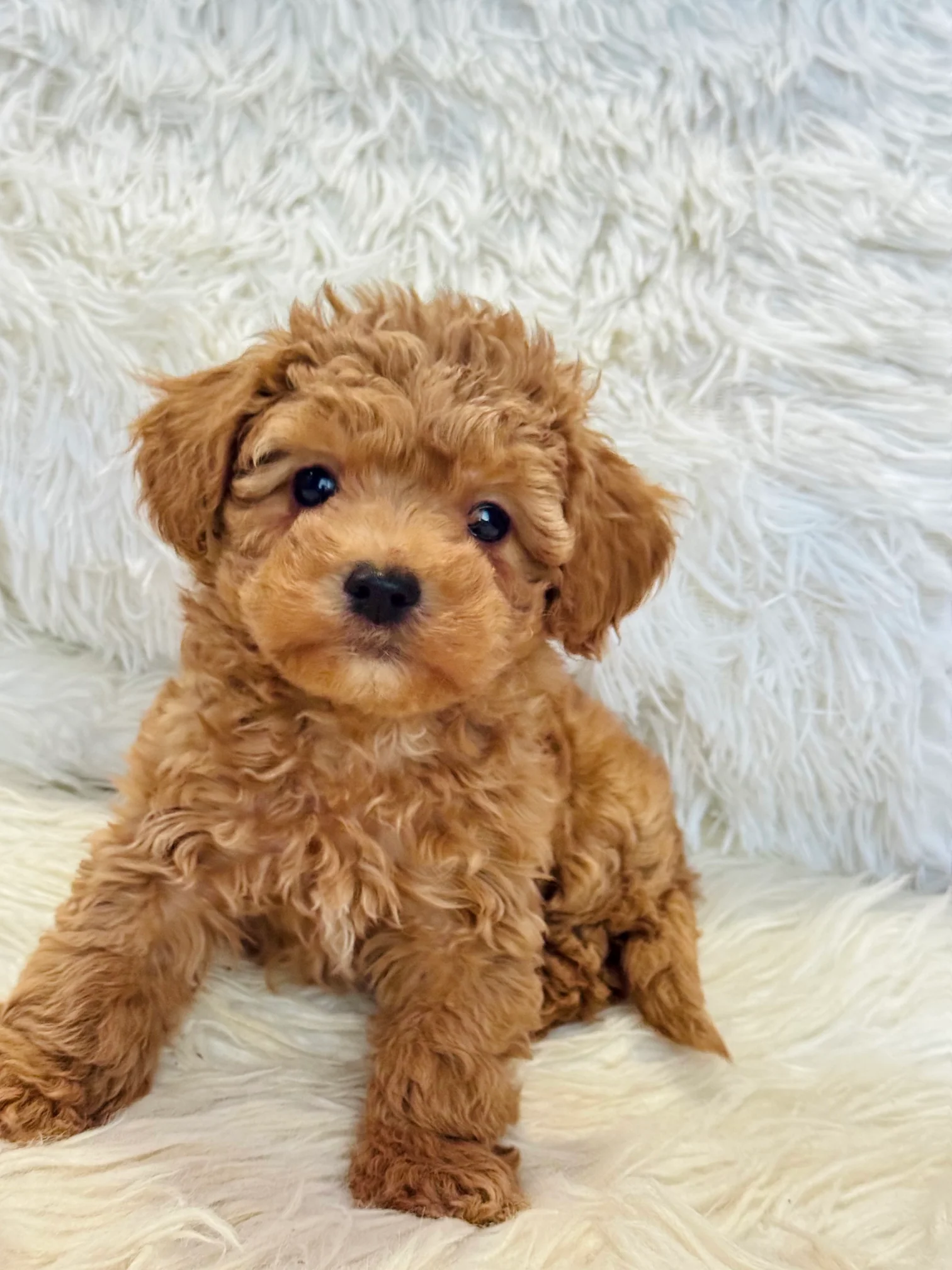 Maya Female Mini Poodle