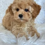Mini Moira Female Toy Poodle