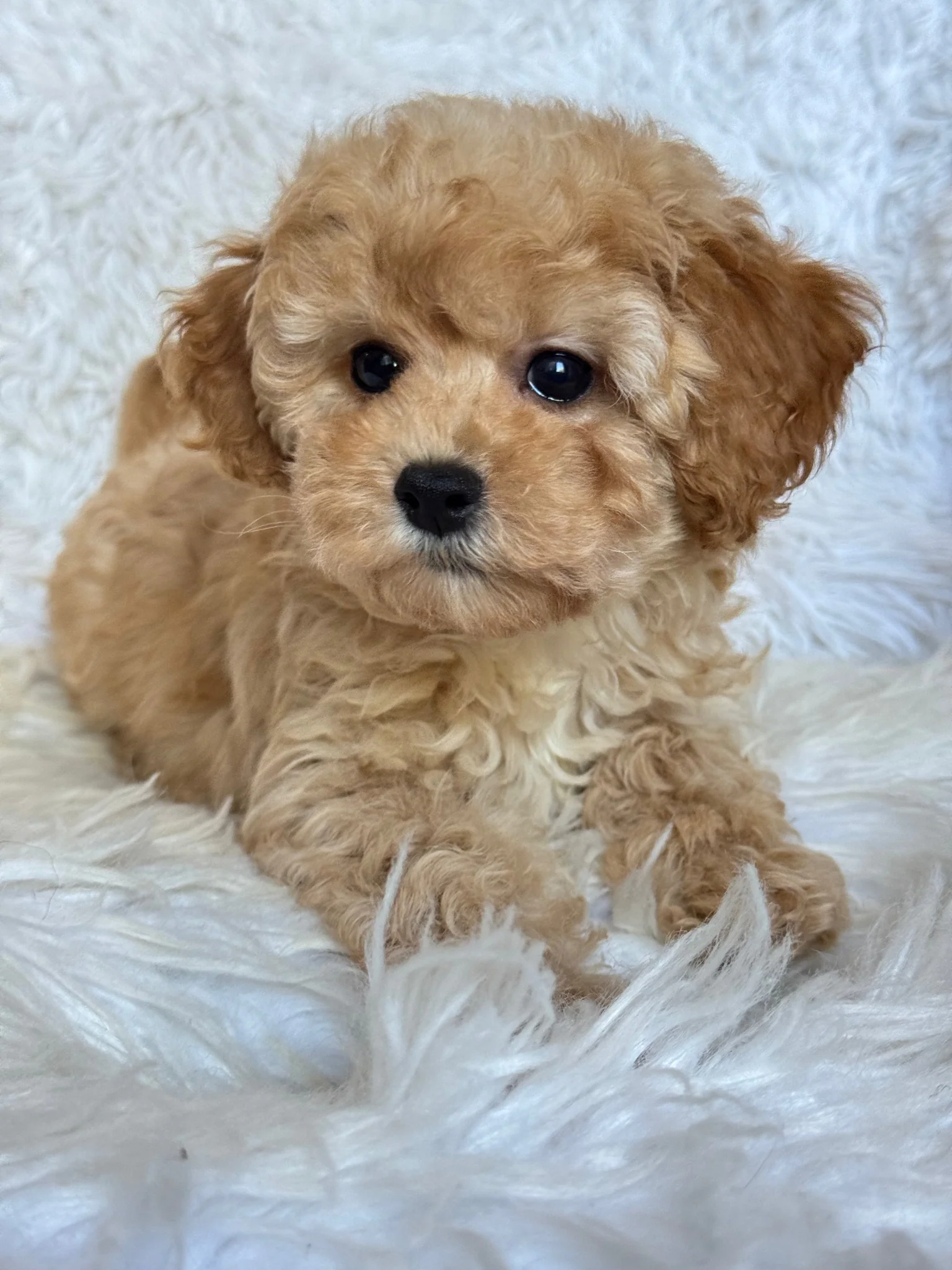 Mini Moira Female Toy Poodle