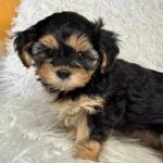 Mocha Female Toy Morkie