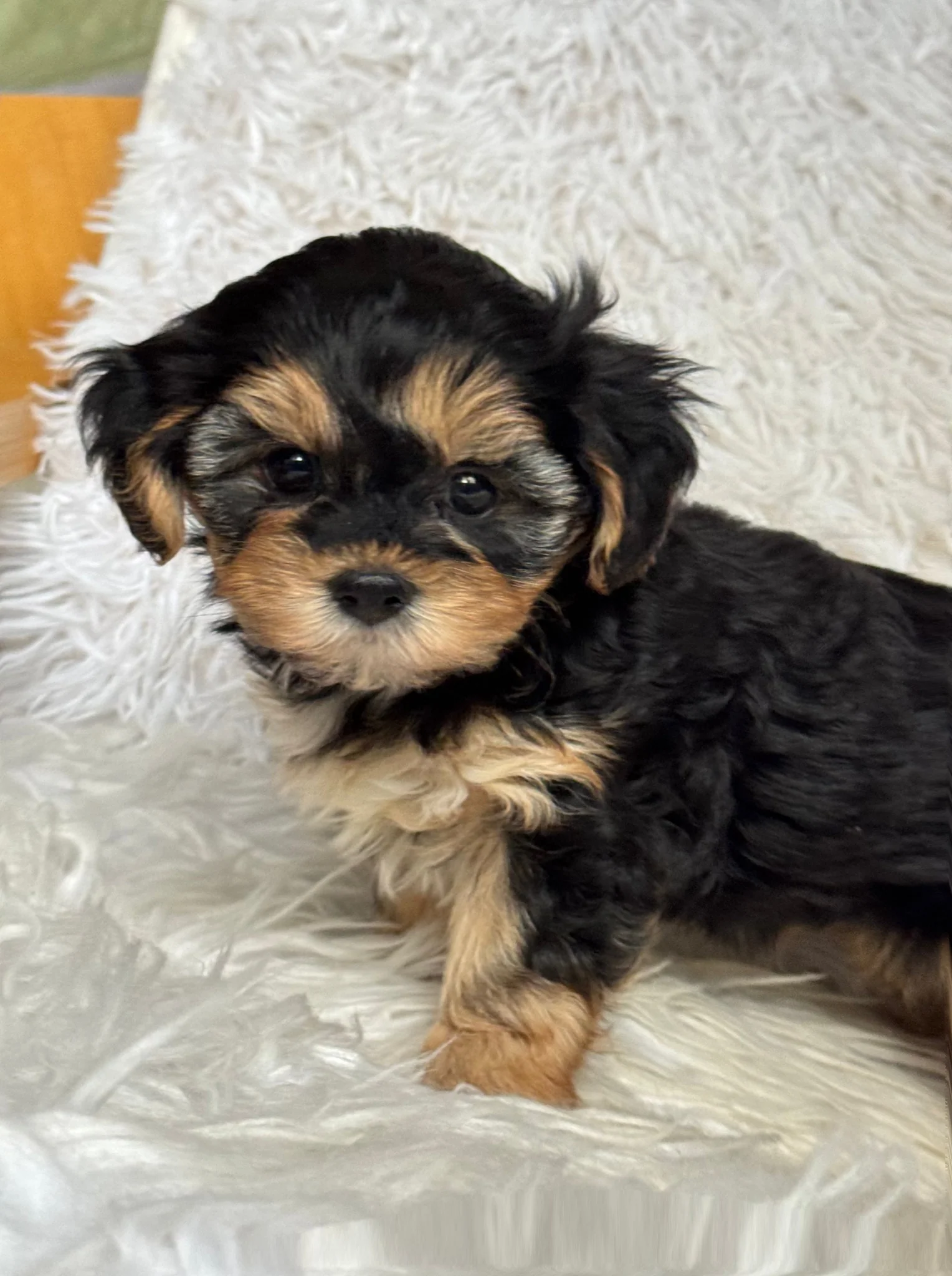Mocha Female Toy Morkie