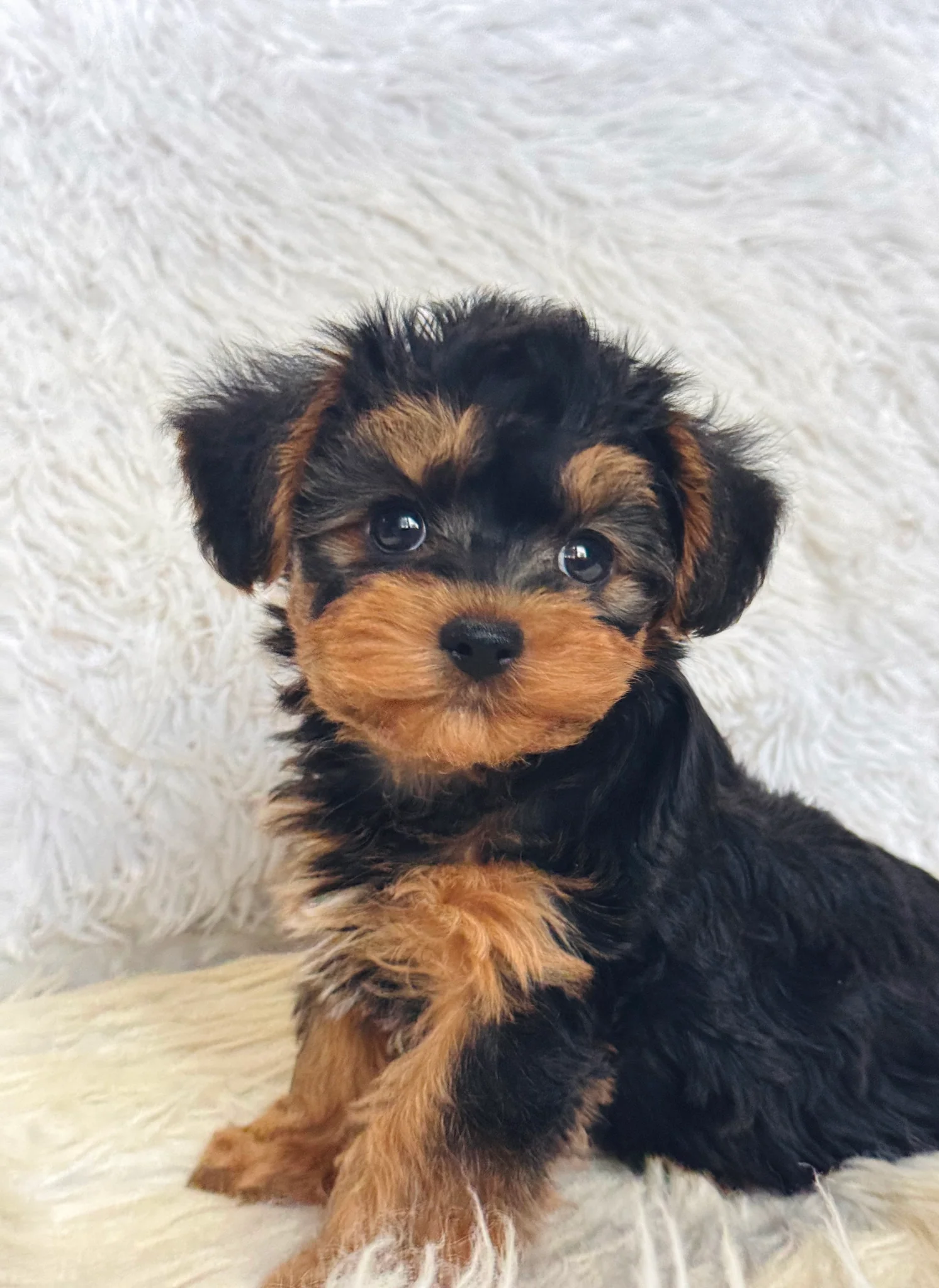 Pumpkin Male Toy Morkie - immagine 3