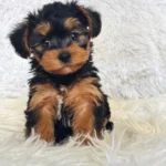 Pumpkin Male Toy Morkie