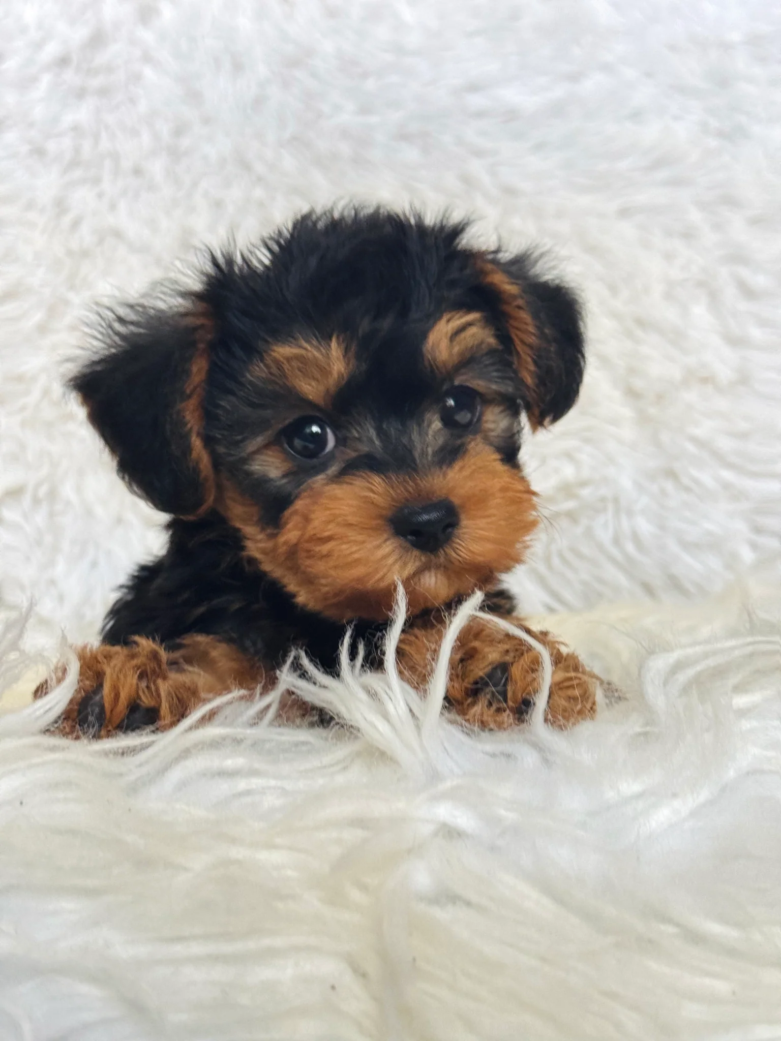 Pumpkin Male Toy Morkie - immagine 2