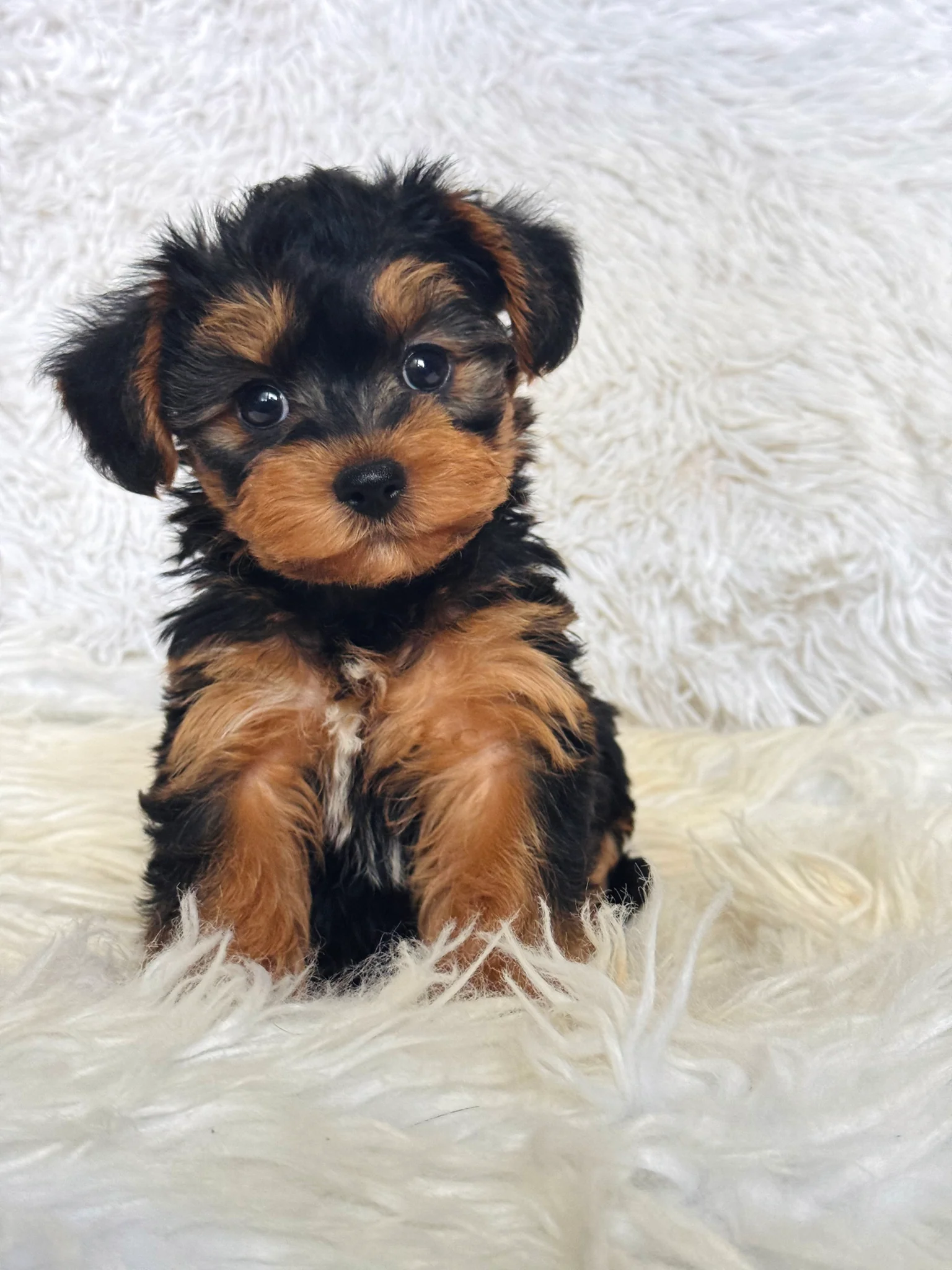 Pumpkin Male Toy Morkie