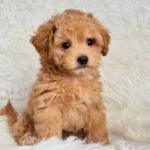 Will Male Toy Maltipoo