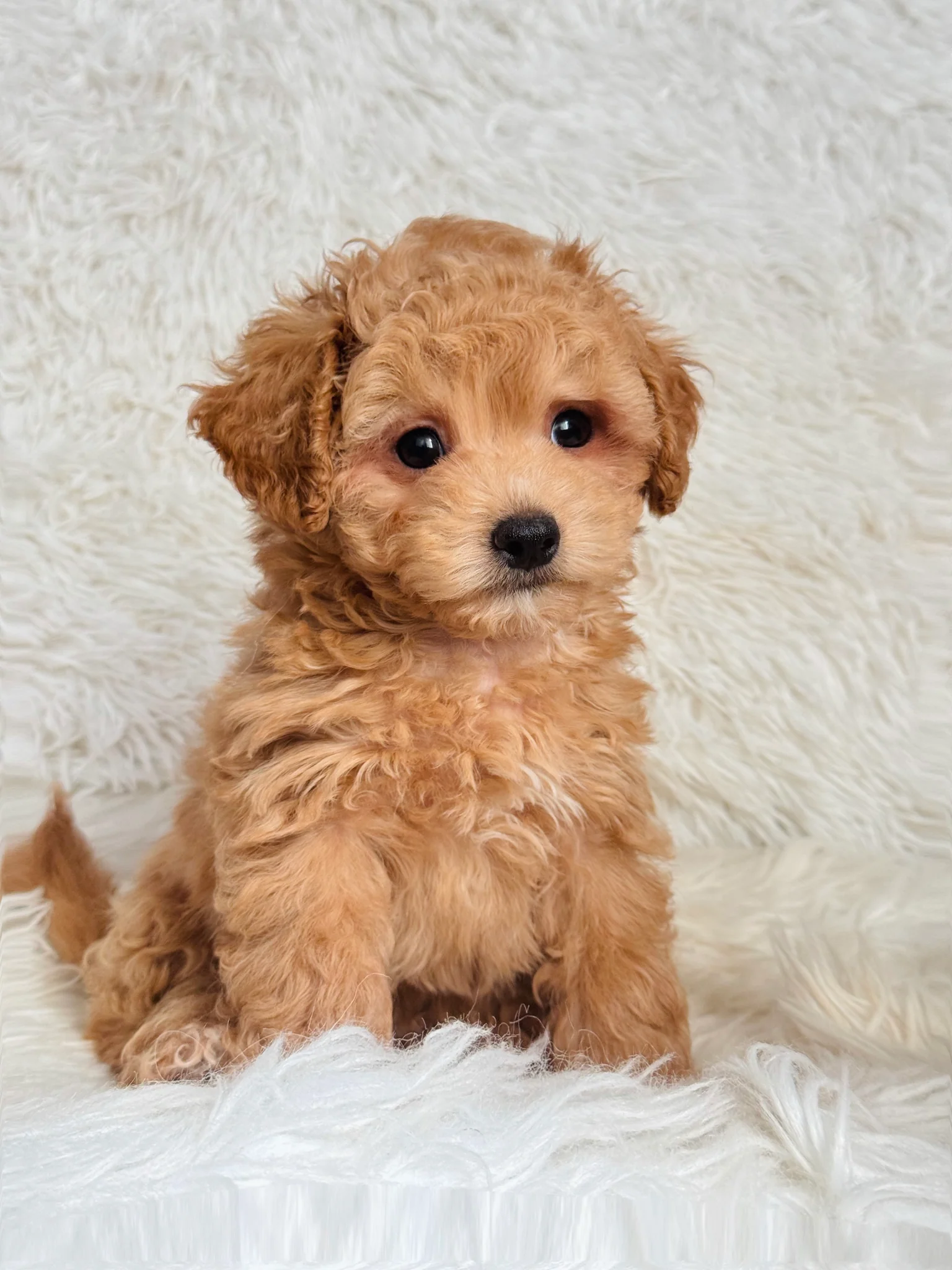 Will Male Toy Maltipoo