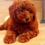 Male Red Poodle Toy Puppy