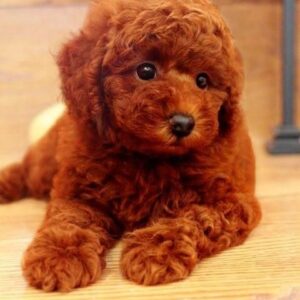 Male Red Poodle Toy Puppy