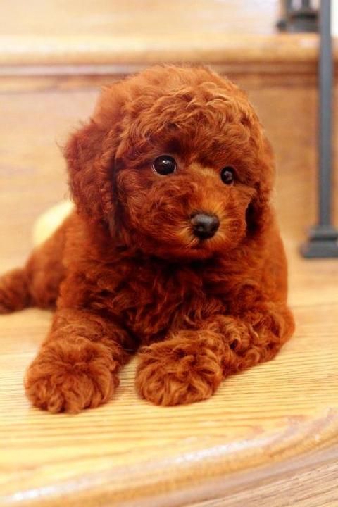 Male Red Poodle Toy Puppy