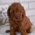 Missy Female Red Poodle Toy