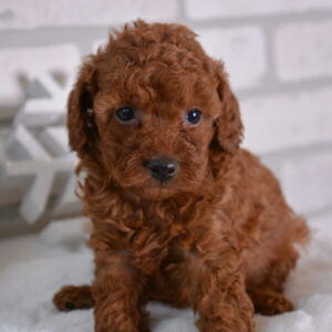 Missy Female Red Poodle Toy
