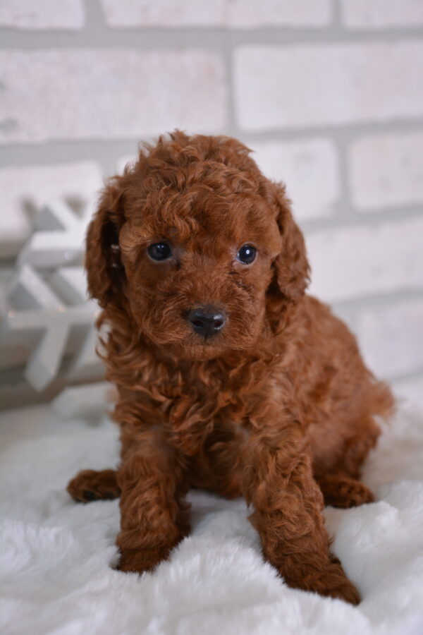 Missy Female Red Poodle Toy