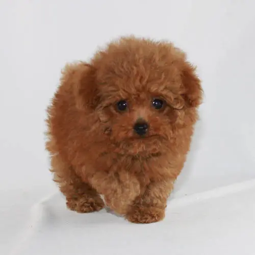Red Female Toy Poodle
